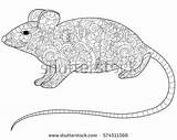 Coloring Rodent Rat Designlooter Stress Adults Anti Animal Illustration Vector Adult Book 358px 25kb sketch template