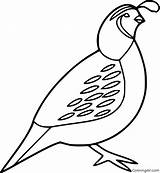 Quail Coloringall sketch template