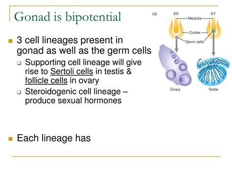 ppt genetics of sex powerpoint presentation free download id 6783477