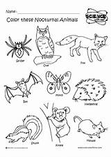 Nocturnal Animals Coloring Animal Pages Clipart Night Preschool Worksheets Activities Crafts Kids Clip Kindergarten Angol Feladatok Themes Printables Sheets Diurnal sketch template
