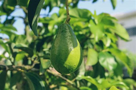 Can You Grow Avocado In The Uk Tips To Grow An Avocado Plant – Real