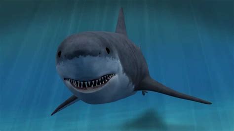 greate white shark animation 3d youtube