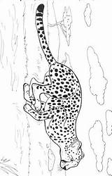 Cheetah Running Fast Categories Coloring sketch template