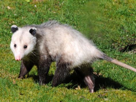 virginia opossum university  puget sound