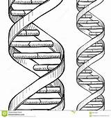 Dna Helix Drawing Double Vector Strand Sketch Seamless Background Coloring Pattern Stock Doodle Border Style Illustration Pencil Depositphotos Drawings Pages sketch template