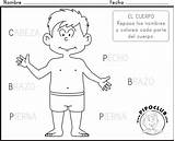 Actividades Humano Ejercicios Preescolar Colorea Repassa Fichas Pensamiento Matematico Spanish sketch template