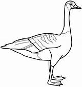 Coloring Geese Pages Goose Popular sketch template
