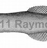 Afbeeldingsresultaten voor "bathyprion Danae". Grootte: 181 x 80. Bron: watlfish.com