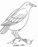 Crow Coloring Pages Color Sheet Print Animals Printable Animal sketch template