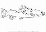 Trout Drawing Brown Draw Step Fishing Fish Drawings Drawingtutorials101 Tutorials Zeichnen Fishes Outline Svg Forelle Learn Animals Clipart Tutorial Decals sketch template