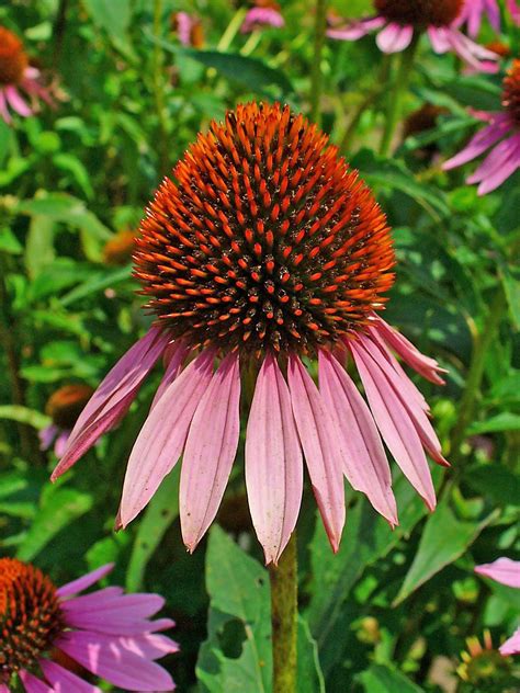 fileechinacea purpurea jpg