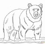 Bear Realistic Coloring Drawing Getdrawings sketch template