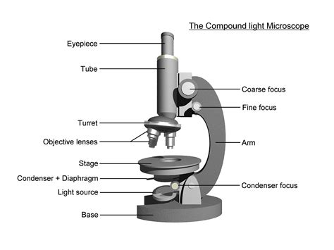 simple light microscope labeled clip art library