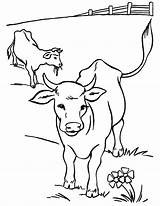 Coloring Pages Cows Calves Yard sketch template