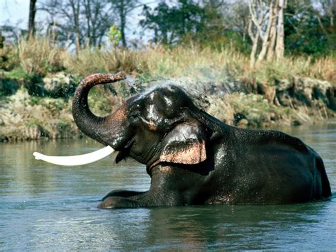 indian elephant animal wildlife