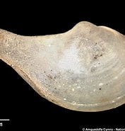 Afbeeldingsresultaten voor "cuspidaria Obesa". Grootte: 177 x 185. Bron: naturalhistory.museumwales.ac.uk