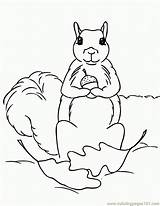 Squirrel Coloring Pages Print Squirrels Printable Rodent Kids Clipart Arboreal Color Popular Library Coloringhome Comments Chipmunk sketch template