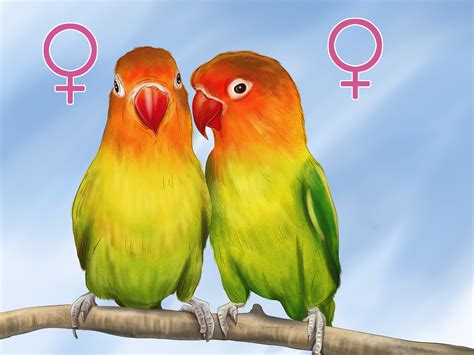 How To Determine The Sex Of A Lovebird 6 Steps With Pictures