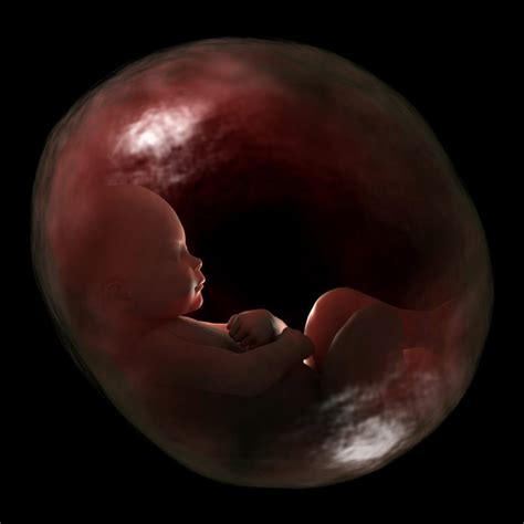 artificial womb    lifeline  premature babies experience magazine