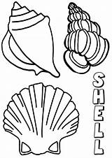 Shell sketch template