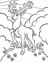 Coloring Pages Pheasant Deer Printable Getcolorings Hunting sketch template