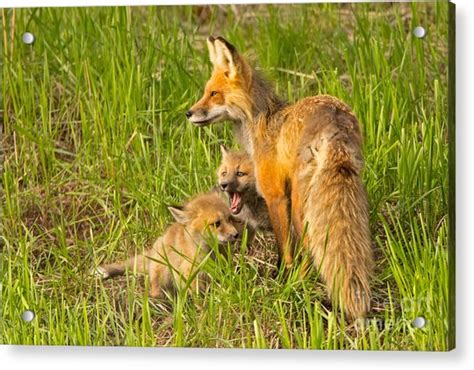 mamma fox and kits photograph by natural focal point photography