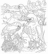 Animals Habitat Getdrawings Scene Coloringhome sketch template