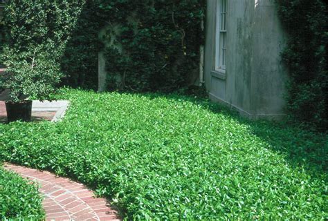 ground covers  great  fall planting