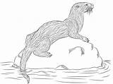 Otter Fischotter Lontra Ausmalbild Colorare Riviere Disegno Ausmalbilder Fiume Loutre River Onlinecoloringpages Coloriages Ausdrucken Coloriage sketch template
