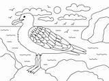 Coloring Seagull Pages Printable Seagulls Categories sketch template