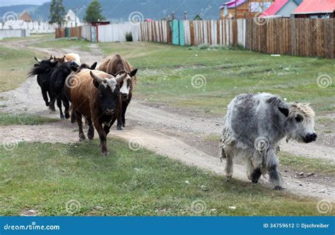 mongolian cattle stock photo image  livestock steppe