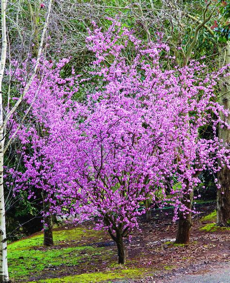 Prunus Blireana Common Name Flowering Plum 500mm Pot Dawsons