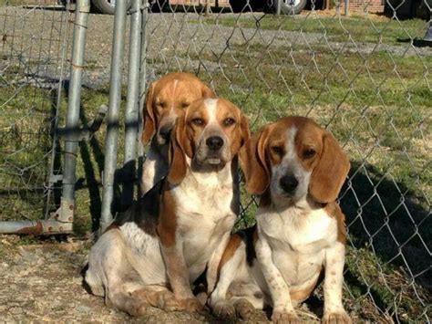 male hunting beagles  sale  gold hill north carolina