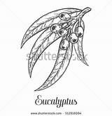 Eucalyptus Illustration Vector Coloring Leaf Sketch Branch Plant Hair Etch Engraved Drawn Berry Hand Drawings Designlooter Corn Grapes Cross Isolated sketch template