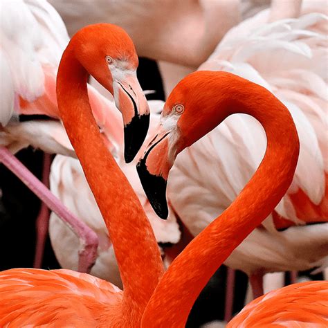fascinating flamingos ponant magazine