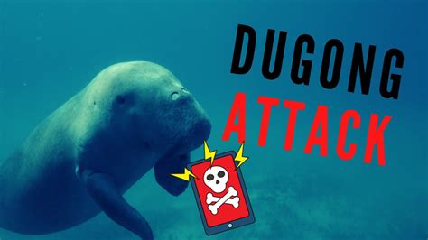 dugong attack youtube