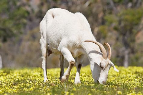 goat wildlife  wildlife
