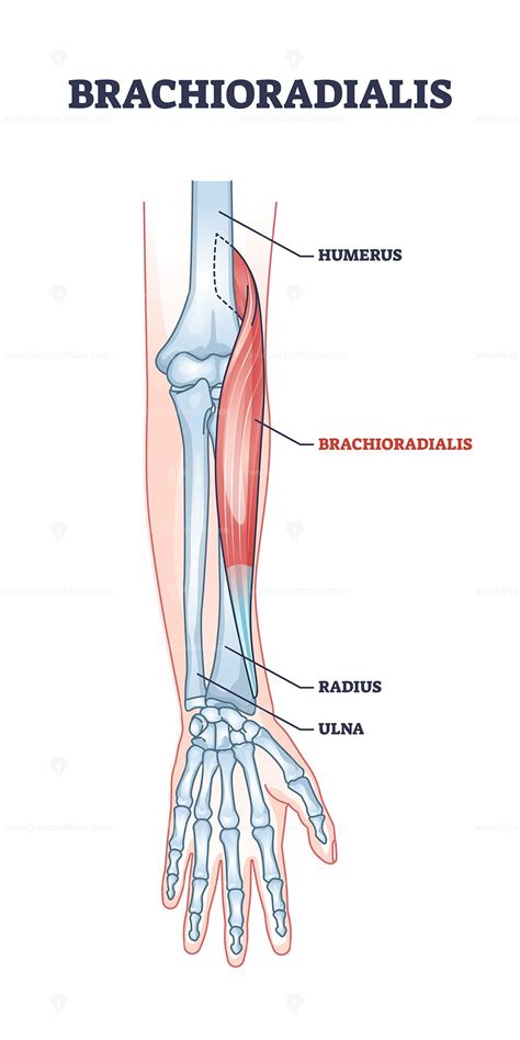 brachioradialis muscle medical location  anatomical bones outline diagram vectormine
