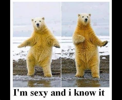 funny polar bear memes funny memes