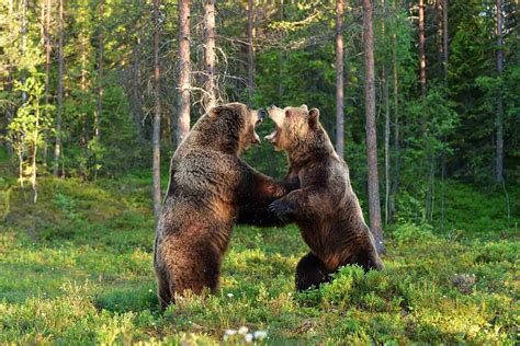 bear fight   wildest video youll   week   animals