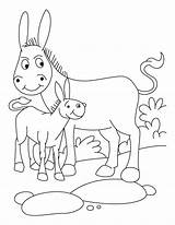 Donkey Esel Foal Donkeys Ausmalbild Letzte sketch template