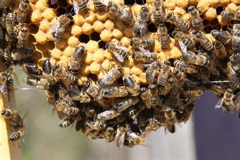 swarm cell   supersedure cell honey bee suite