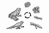 Lebenszyklus Frosches Vektor Amphibie Frog sketch template