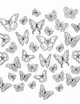 Papillon Colorier Artherapie Envolée Papillons Envolee Colrier Gratuitement sketch template