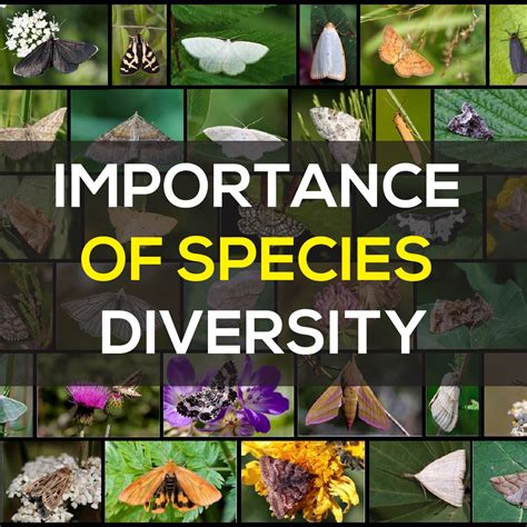 species diversity definition importance