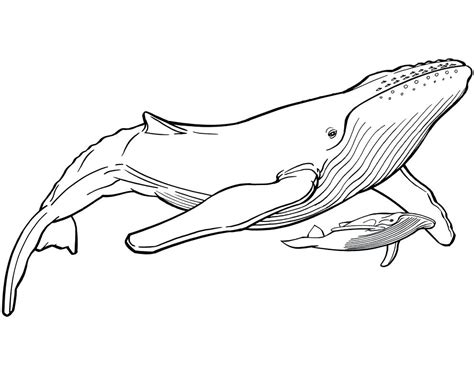 blue whale  drawing    clipartmag
