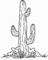 Cactus Coloring Saguaro Getcolorings Pages Printable Template sketch template