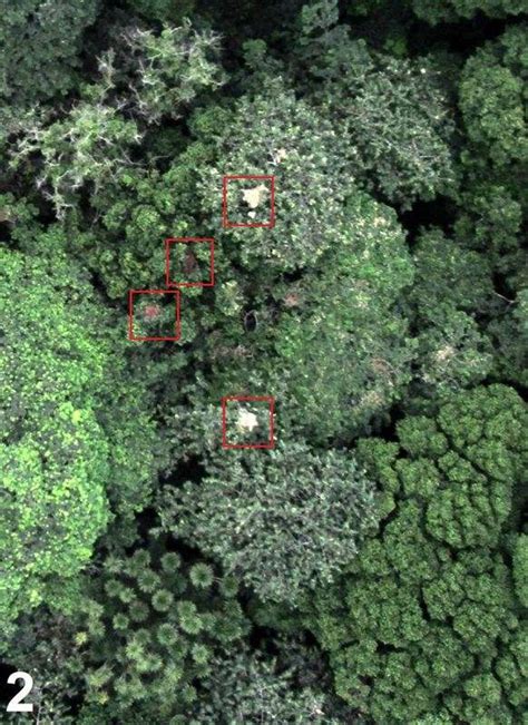 drones     effective tool  helping conserve chimpanzee populations electronic