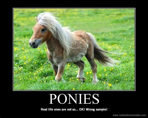 image    pony friendship  magic   meme