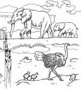 Coloring Pages Animals Zoo Elephants African Animal Safari Elephant Printable Grassland Ostriches Color Sheets Savanna Grasslands Kids Clipart Colouring Print sketch template